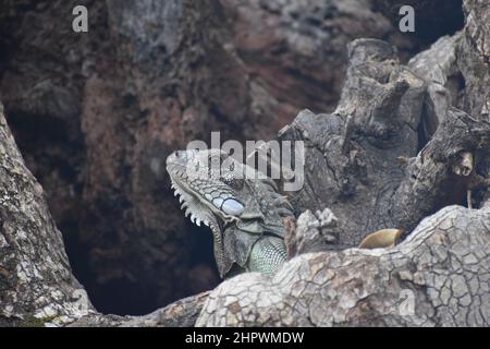 Iguana su una corteccia di samaan a St. Augustine, Trinidad Foto Stock