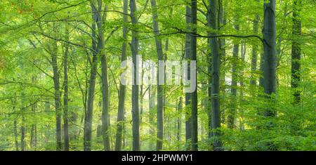 Soleggiato bosco di faggio nella calda luce del sole del mattino, il sole che splende attraverso il fogliame, Hohe Schrecke catena montuosa, Turingia, Germania Foto Stock