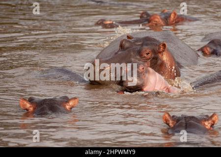 bambino ippopotamo con sua madre in acqua Foto Stock