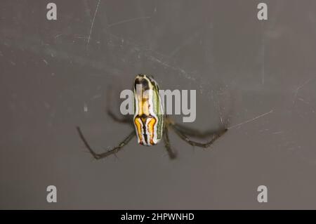 Basilica orbweaver (Mecynogea lemniscata) in rete a Philadelphia Garden, Pennsylvania, Stati Uniti. Foto Stock