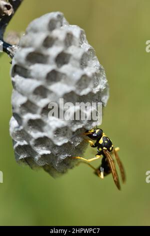 Carta europea wasp (Polistes dominula) costruzione di un nido, Sicilia, Italia Foto Stock