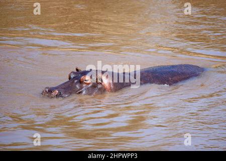 Hippo (Ippopotamo anfibio) nuoto Foto Stock