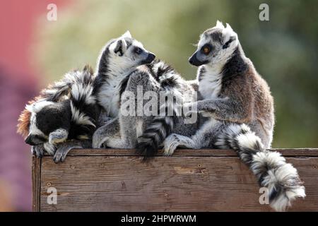 Ringtail lemurs coccole per un pisolino pomeridiano in una fresca giornata invernale Foto Stock