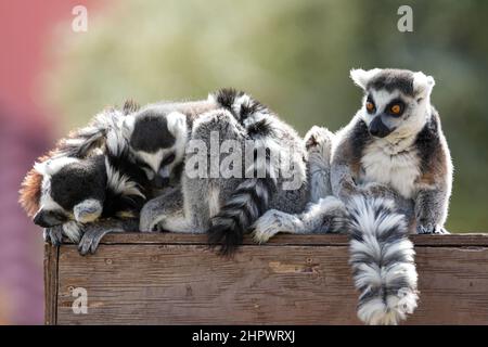 Ringtail lemurs coccole per un pisolino pomeridiano in una fresca giornata invernale Foto Stock