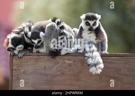 Ringtail lemurs coccole per un pisolino pomeridiano in una fresca giornata invernale Foto Stock