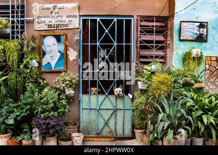Cani in piedi in una porta a l'Avana, Cuba con murale e foto del leader cubano iconico Fidel Castro. Foto Stock