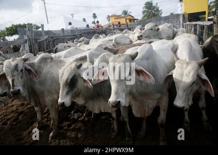 conde, bahia, brasile - 7 gennaio 2022: I bovini sono visti in un Corral di una fattoria nella città di Conde. Foto Stock