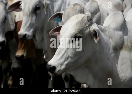 conde, bahia, brasile - 7 gennaio 2022: I bovini sono visti in un Corral di una fattoria nella città di Conde. Foto Stock