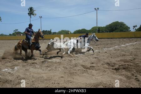 conde, bahia, brasile - 7 gennaio 2022: I cowboy partecipano ad un campionato di Vaquejada nella città di Conde. L'evento è una tradizione culturale in NOR Foto Stock