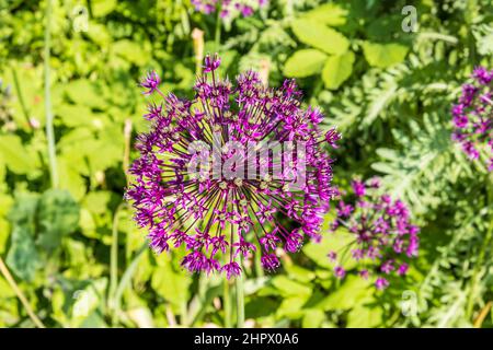 Fiore viola di allium gladiator su sfondo verde Foto Stock