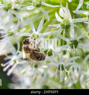 Api su Allium sphaerocephalon. Il batterio Allium, noto anche come sphaerocephalon, produce teste di fiori bimetonate, Borgogna-Verde. I fiori aprono gre Foto Stock