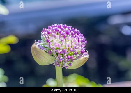 Rosa Allium sphaerocephalon. Il batterio Allium, noto anche come sphaerocephalon, produce teste di fiori bimetonate, Borgogna-Verde. I fiori verde aperto, Foto Stock