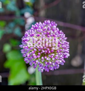 Rosa Allium sphaerocephalon. Il batterio Allium, noto anche come sphaerocephalon, produce teste di fiori bimetonate, Borgogna-Verde. I fiori verde aperto, Foto Stock
