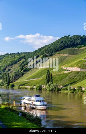 Famoso Moselle sinuosità in Trittenheim con moselle nave da crociera Foto Stock