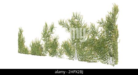 Illustrazione 3D arrampicata piante creepers isolato su sfondo bianco Foto Stock