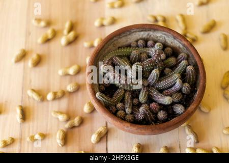 Cactus di arachidi e arachidi con spazio di copia Foto Stock