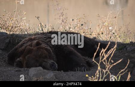 Un orso grizzly che dorme in Wildlife Safari, Oregon, Stati Uniti Foto Stock