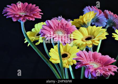 Rosa fresco e giallo Gerbera fiore primo piano. Gerbera margherite per felicità e gioia. Giallo per felicità e gioia; rosa per adorazione e ammirazione. Foto Stock