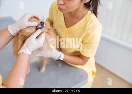 Femmina vet esame animale domestico carino sul tavolo in ufficio medico Foto Stock