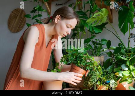 Cura primaverile della sala di lavoro, rinuncia alle piante domestiche. Svegliarsi piante interne per la primavera. Una donna trasforma una pianta in una nuova pentola a casa. Pianta di trapianto di giardiniere. Messa a fuoco selettiva Foto Stock