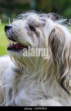 Primo piano di un cane Havanese Foto Stock