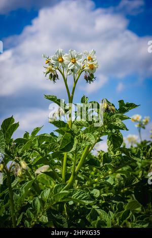 Fiori di patate. Piante di patate in fiore su un campo di patate in cielo blu sfondo. Primo piano Solanum tuberosum. Foto Stock