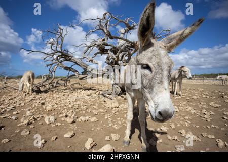 Asino in piedi su una terra deserta. Asini selvatici. Foto Stock