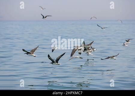 Un gregge di Gulls Sooty (Ichthyaetus hemprichii) che volano della costa di Fujairah negli Emirati Arabi Uniti. È anche conosciuto come il Gull di Aden o il Gull di Hemprich. Foto Stock