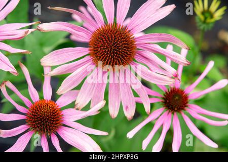 Echinacea purpurea, primo piano delle teste fiorite. Echinacea è usato nella medicina tradizionale a base di erbe, noto come coneflower porpora orientale. Foto Stock