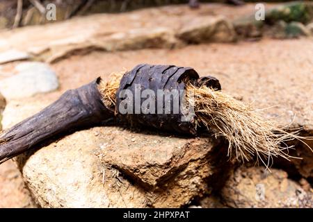 Frutta secca di infiorescenza maschile di Coco de mer (Lodoicea maldivica) primo piano, specie endemiche a Praslin Island, Vallee de mai National Reserve. Foto Stock