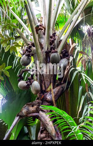 Coco de mer (Lodoicea maldivica) grappoli di frutta femmina con le noci più grandi del mondo all'interno, specie endemiche a Praslin Island, Vallee de mai Foto Stock