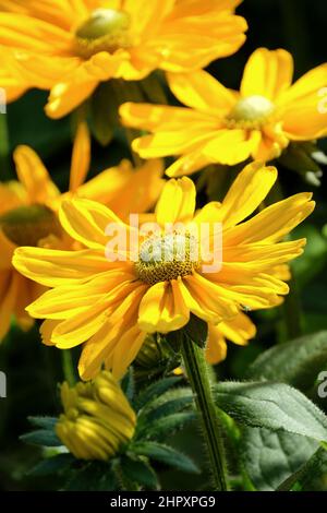 Rudbeckia hirta 'Amarillo Gold' Benary. Susan dagli occhi neri, Susan dagli occhi bruni. Ricchi fiori d'oro Foto Stock