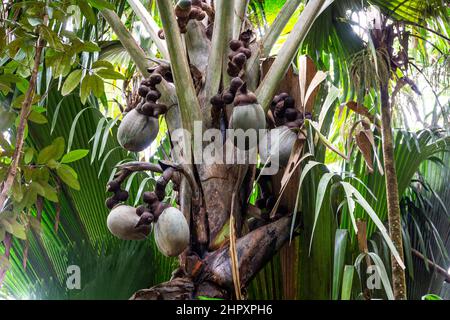 Coco de mer (Lodoicea maldivica) grappoli di frutta femmina con le noci più grandi del mondo all'interno, specie endemiche a Praslin Island, Vallee de mai Foto Stock