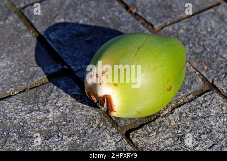 Cocco verde al piano, Rio Foto Stock