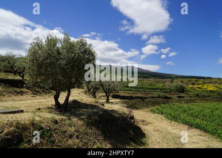 Italia, Sicilia, Randazzo, Campagna Foto Stock