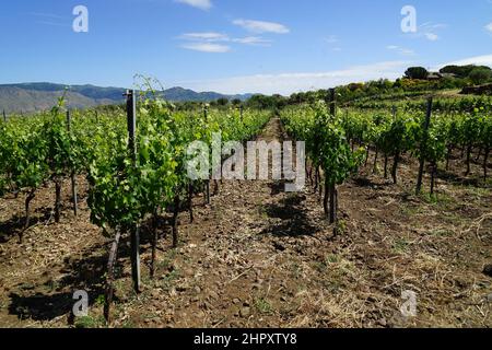 Italia, Sicilia, Randazzo, Campagna Foto Stock