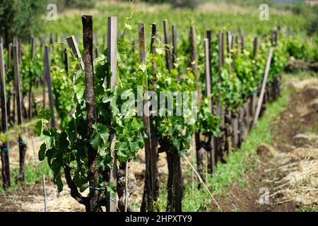 Italia, Sicilia, Randazzo, Campagna Foto Stock