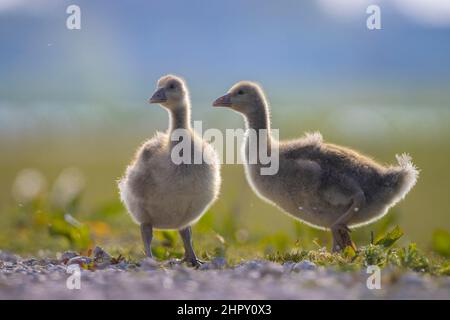 Primo piano di un pulcino d'oca di Greylag, Anser, foraging in un prato verde Foto Stock