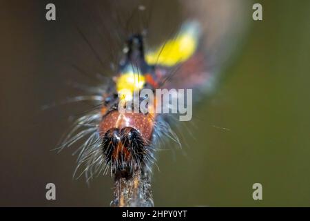 Primo piano di un bruco di un pugnale grigio, Acronicta psi, falce striscianti e mangiare in foresta Foto Stock