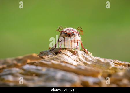 Closeup di un cockchafer foresta, melolontha hippocastani, foragging su un tronco di albero di legno Foto Stock