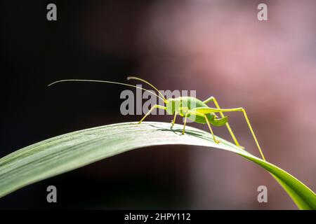 Primo piano PF un bush-cricket puntato, Leptophyes punctatissima Foto Stock