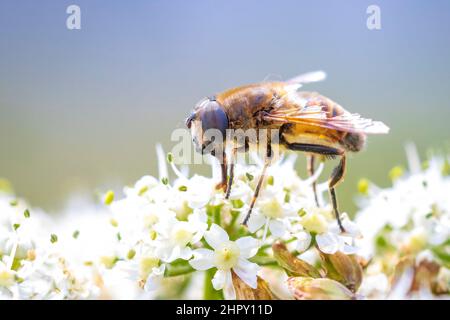 Drone fly Eristalis tenax insetto in volo su una giornata di sole durante la stagione primavera Foto Stock