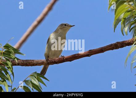 Chiffchaff comune (Phylloscopus collybita) adulto arroccato sul ramo Oman Dicembre Foto Stock