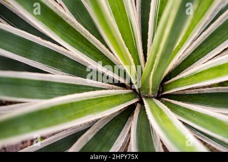 Impianto di Aloe vera in primo piano Foto Stock