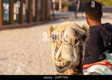 Cammello turistico sulla spiaggia nel distretto di Marina di Dubai negli Emirati Arabi Uniti Foto Stock