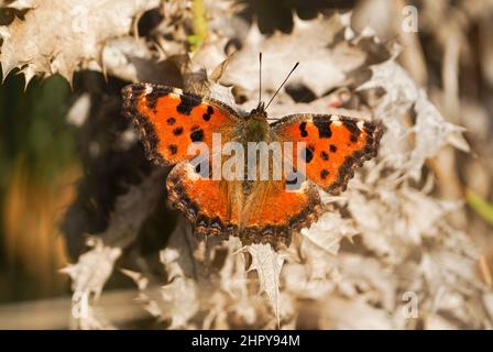 Grande tartaruga (Nymphalis policloros ) farfalla prendere un po 'di sole nel pomeriggio, Andalusia, Spagna. Foto Stock