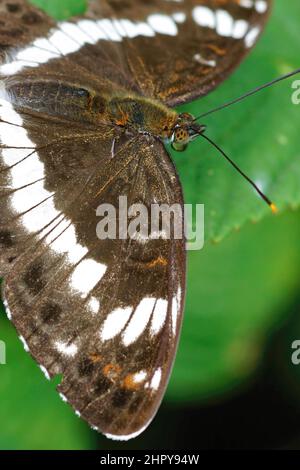 Closeup verticale sul raro e localmente minacciato ammiraglio bianco , Limenitis camilla Foto Stock