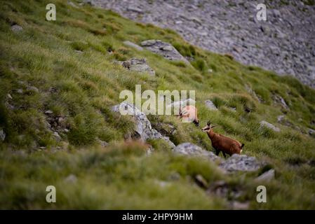 Vista a distanza degli animali del Chamois pascolo in erba sulla montagna Foto Stock