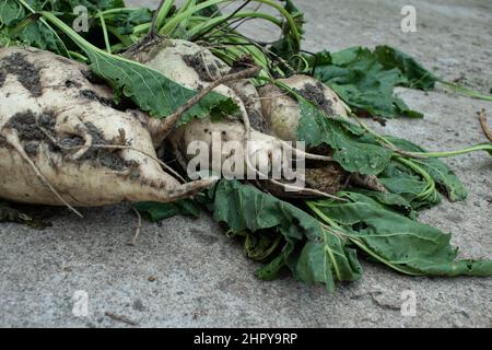 Le barbabietole da zucchero si stendettero a terra Foto Stock