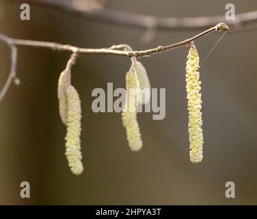 Primo piano di catkins di nocciola comune appeso a un ramo Foto Stock